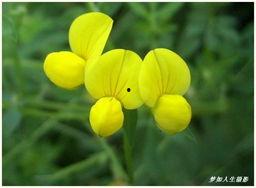 国产小黄花在线看,在线观看的视觉盛宴